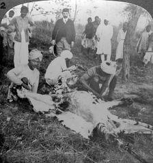 Skinning a dead tiger, shoot of the Maharajah of Cooch Behar, India, c1900s(?).Artist: Underwood & Underwood