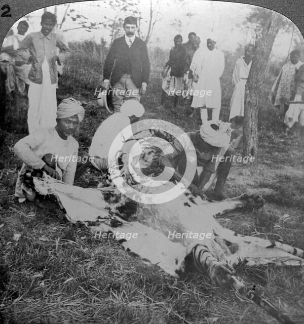 Skinning a dead tiger, shoot of the Maharajah of Cooch Behar, India, c1900s(?).Artist: Underwood & Underwood
