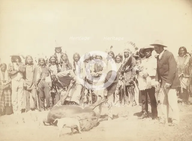 Skinning Beef, between 1887 and 1892. Creator: John C. H. Grabill.