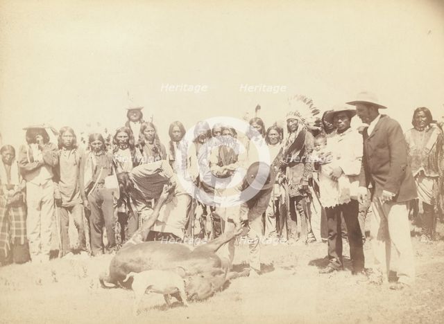 Skinning Beef, between 1887 and 1892. Creator: John C. H. Grabill.