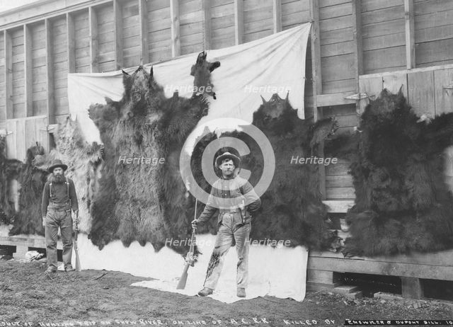 Skins of animals killed on Show River [i.e. Snow River] on line of A.C.R.R., 1906. Creator: Unknown.