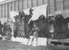 Skins of animals killed on Show River [i.e. Snow River] on line of A.C.R.R., 1906. Creator: Unknown