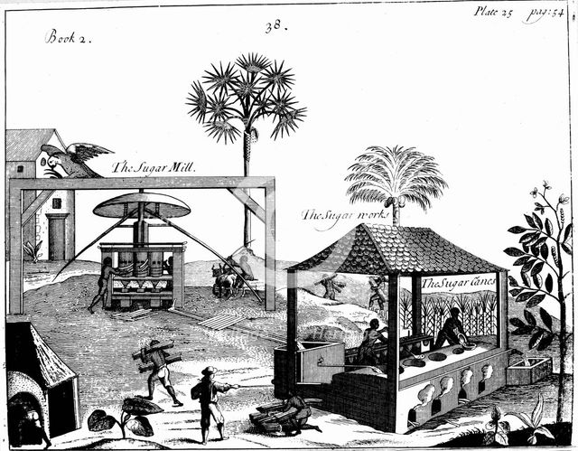 Slave labour on a sugar plantation in the West Indies, 1725. Creator: Unknown.
