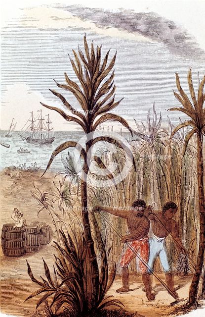 Slaves cultivating sugar cane in the West Indies, 1852. Creator: Unknown.