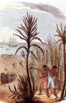 Slaves cultivating sugar cane in the West Indies, 1852. Creator: Unknown