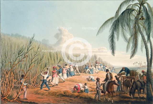 Slaves cutting sugar cane, Antigua, 1823. Creator: William Clark.