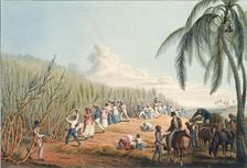 Slaves cutting sugar cane, Antigua, 1823. Creator: William Clark
