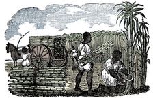 Slaves harvesting sugar cane in Louisiana, 1833