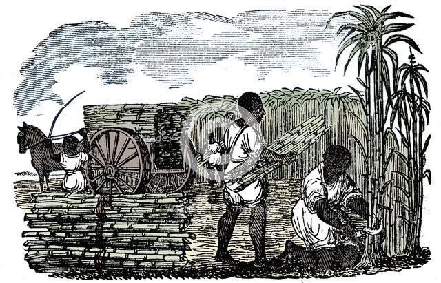 Slaves harvesting sugar cane in Louisiana, 1833. Artist: Unknown.