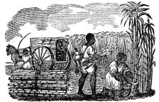 Slaves harvesting sugar cane in Louisiana, 1833. Creator: Unknown