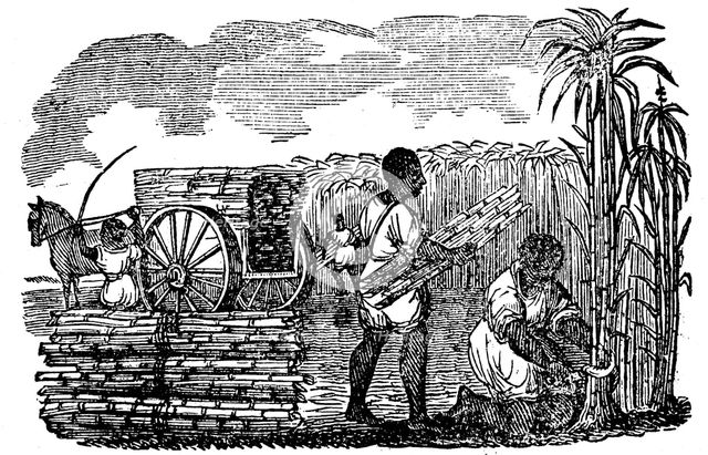 Slaves harvesting sugar cane in Louisiana, 1833. Creator: Unknown.