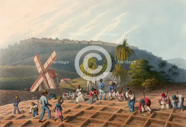 Slaves planting sugar cane on a plantation, Antigua, 1823. Creator: William Clark.