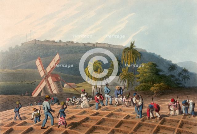 Slaves planting sugar cane on a plantation, Antigua, 1823. Creator: William Clark.