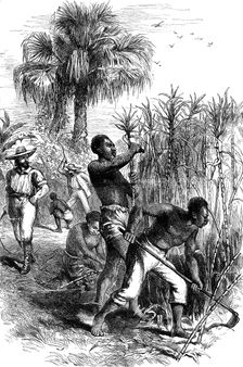 Slaves working on a plantation, USA, late 18th century (c1880)