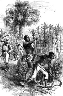 Slaves working on a plantation, USA, late 18th century (c1880)