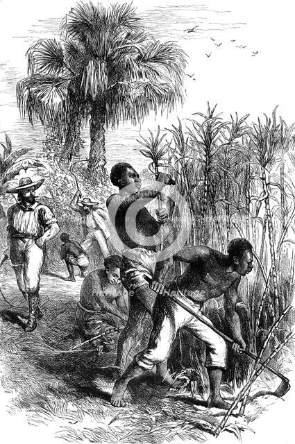 Slaves working on a plantation, USA, late 18th century (c1880). Artist: Unknown