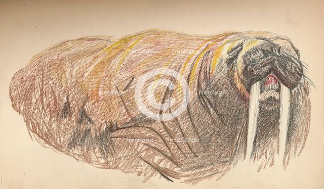 'Sleepy and Cross, 12th September 1893. Pastel Sketch', 1893, (1897). Artist: Fridtjof Nansen.