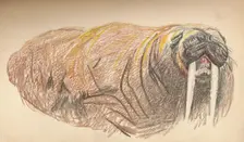 Sleepy and Cross, 12th September 1893. Pastel Sketch 1893, (1897). Artist: Fridtjof Nansen