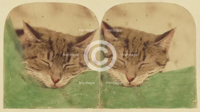 Sleeping cat, 1870s. Creator: William H. Mason.
