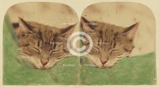 Sleeping cat, 1870s. Creator: William H. Mason.