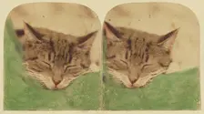 Sleeping cat, 1870s. Creator: William H. Mason