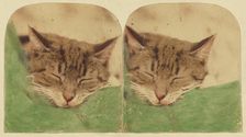 Sleeping cat, 1870s. Creator: William H. Mason