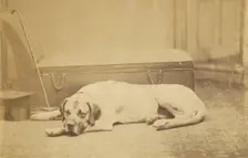 Sleeping Dog, late 19th century. Creator: Unknown