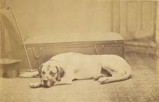 Sleeping Dog, late 19th century. Creator: Unknown