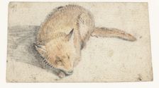 Sleeping fox, c.1626-before 1662. Creator: Gerard ter Borch I
