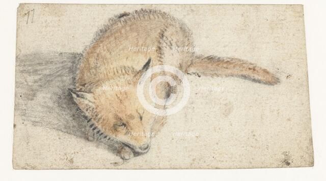 Sleeping fox, c.1626-before 1662. Creator: Gerard ter Borch I.