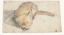 Sleeping fox, c.1626-before 1662. Creator: Gerard ter Borch I