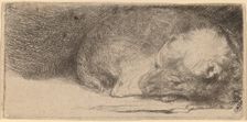 Sleeping Puppy, c. 1640. Creator: Rembrandt Harmensz van Rijn