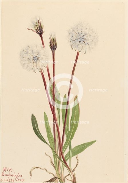 Slender Agoseris (Agoseris gracilens), 1922. Creator: Mary Vaux Walcott.