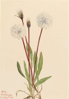 Slender Agoseris (Agoseris gracilens), 1922. Creator: Mary Vaux Walcott