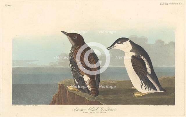 Slender-billed Guillemot, 1838. Creator: Robert Havell.