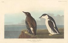 Slender-billed Guillemot, 1838. Creator: Robert Havell