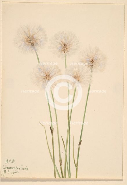 Slender Cotton-Grass (Eriophorum chamissonis), 1920. Creator: Mary Vaux Walcott.