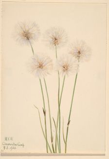 Slender Cotton-Grass (Eriophorum chamissonis), 1920. Creator: Mary Vaux Walcott
