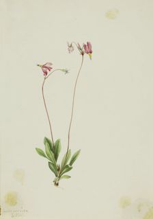 Slender Shootingstar (Dodecatheon pauciflorum), 1909. Creator: Mary Vaux Walcott