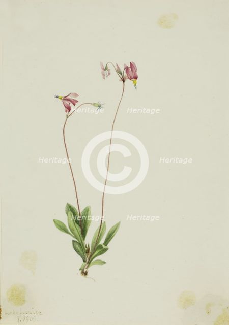 Slender Shootingstar (Dodecatheon pauciflorum), 1909. Creator: Mary Vaux Walcott.
