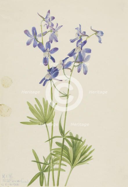 Slim Larkspur (Delphinium depauperatum), 1924. Creator: Mary Vaux Walcott.