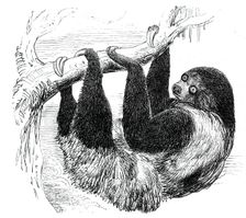 Sloth at the Zoological Gardens, Regent's Park, 1844. Creator: Unknown