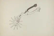 Spur, c. 1936. Creator: J.Henry Marley