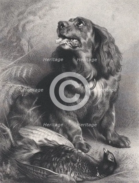 Spaniel and Pheasant, June 15, 1871. Creator: Charles George Lewis.