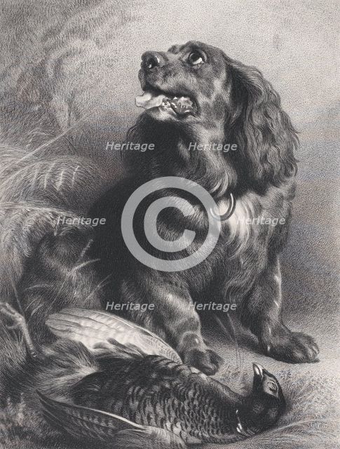 Spaniel and Pheasant, June 15, 1871. Creator: Charles George Lewis.