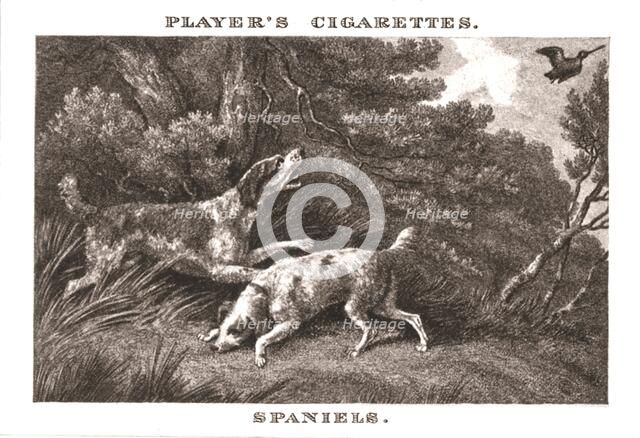 'Spaniels', (1924). Creator: Unknown.