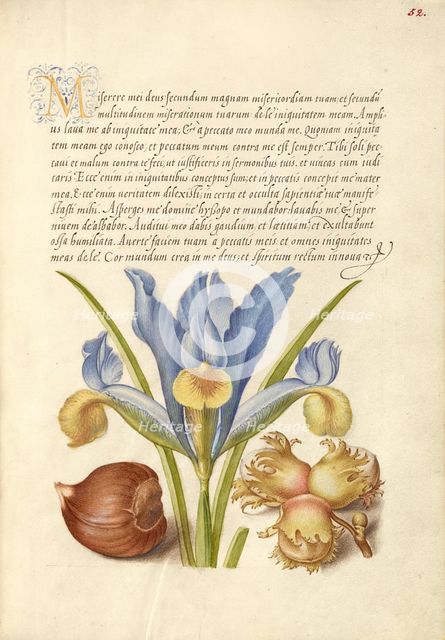 Spanish Chestnut, English Iris, and European Filbert, 1561-1562; illumination added 1591-1596. Creator: Joris Hoefnagel.