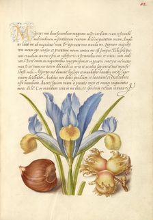 Spanish Chestnut, English Iris, and European Filbert, 1561-1562; illumination added 1591-1596. Creator: Joris Hoefnagel