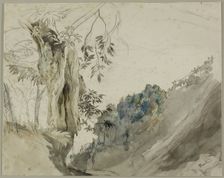 Spanish Chestnut, n.d. Creator: John Ruskin