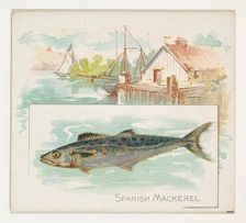 Spanish Mackerel, from Fish from American Waters series (N39) for Allen & Ginter Cigarette..., 1889. Creator: Allen & Ginter